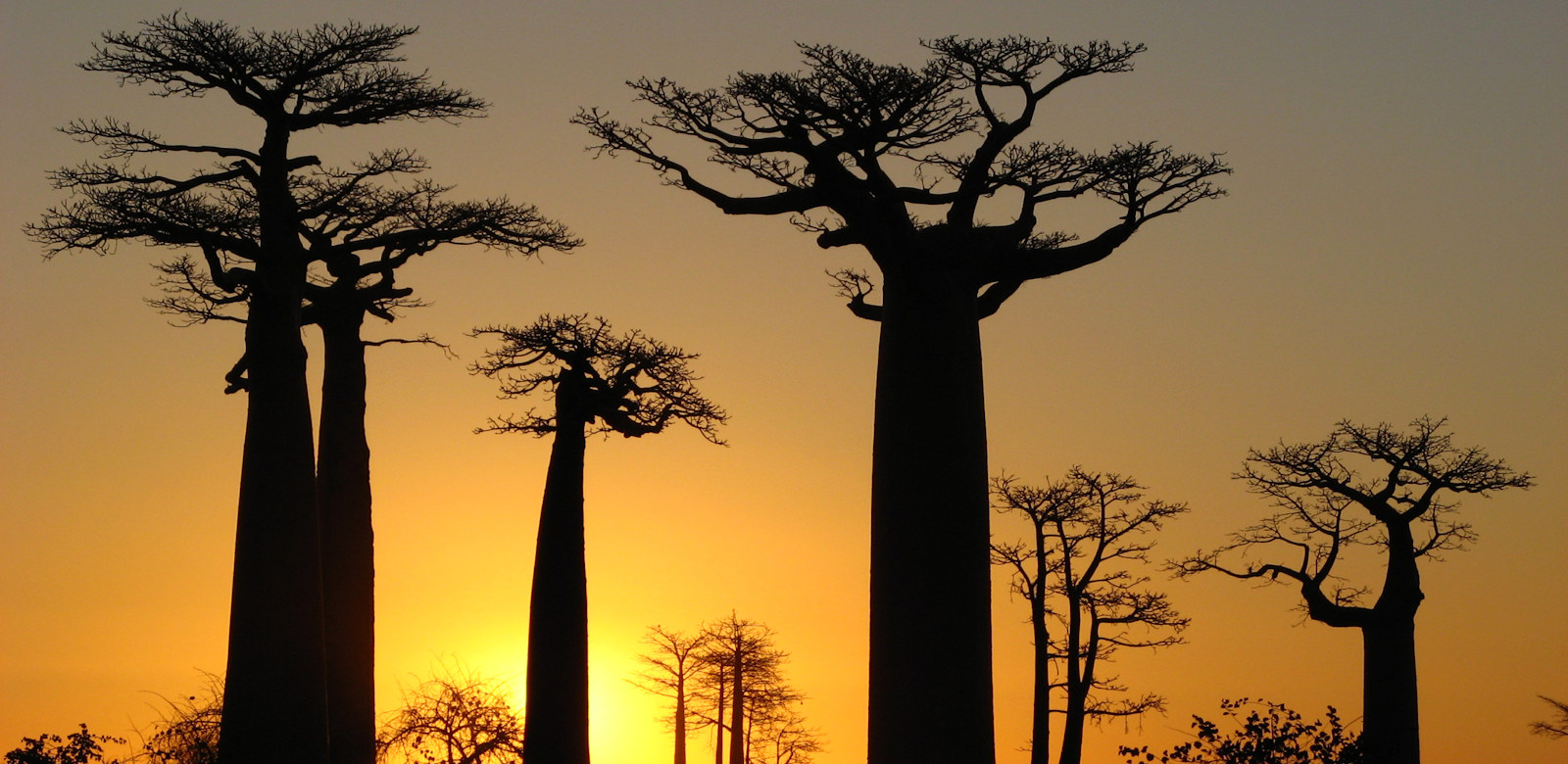 Baobabs in Madagascar